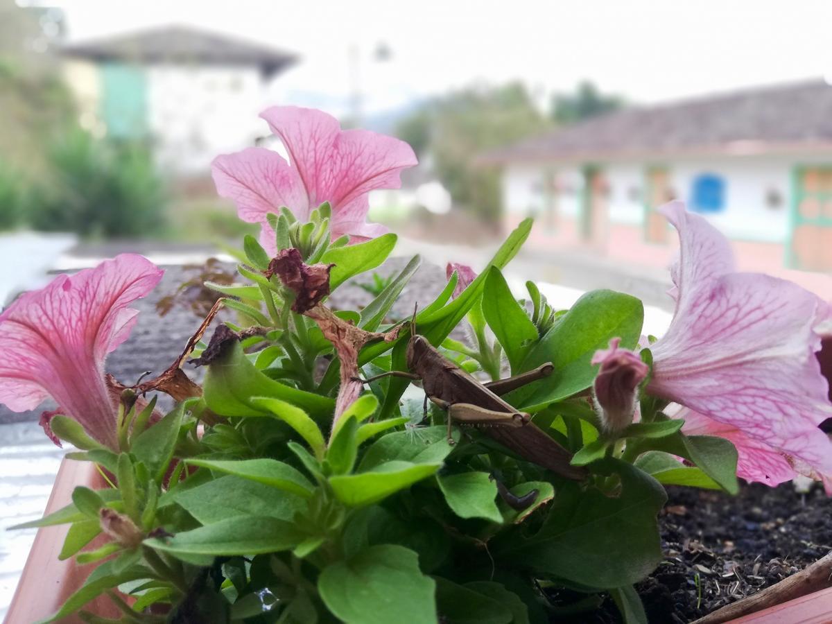 Posada Elenita Salento Kültér fotó